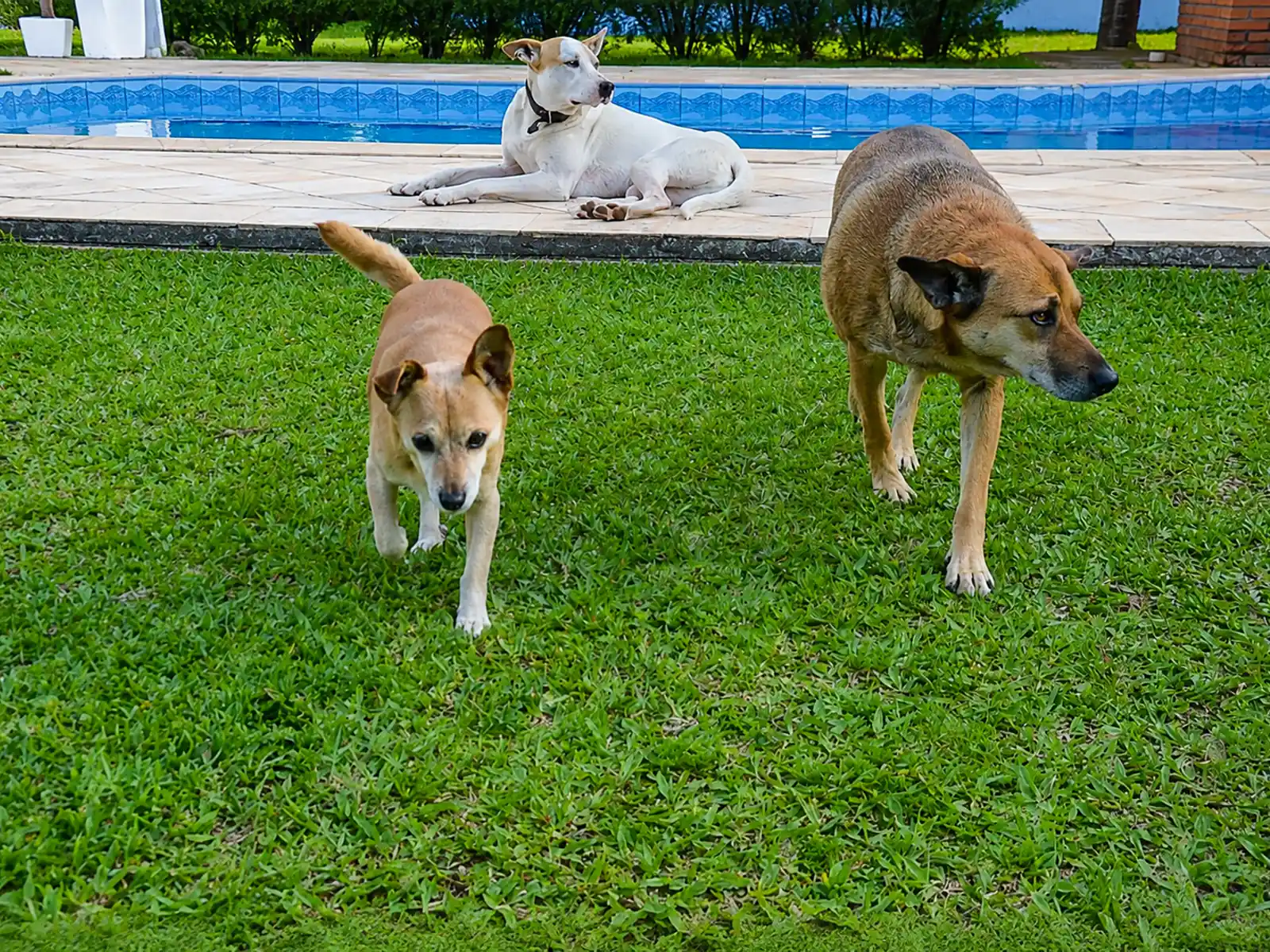 Área pet friendly do Sítio Hotel & Eventos em São Pedro do Sul